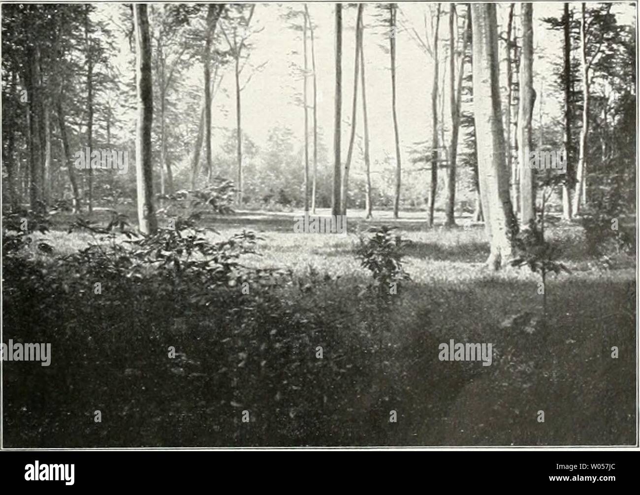 Immagine di archivio da pagina 308 del die Gartenkunst (1899). Die Gartenkunst diegartenkunst11deut Anno: 1899 in jungen und mittleren Jahren von wenig freu- digem W'achstumsver- hältnis bestanden und mit gesonderten Fahr-, Fuß- und Reitwegen durchzogen. Ein zwei- ter Waldabschnitt im Norden in der Vor- stadt Trachau ,,junge Heide", benannt hat etwa 38 ettari Größe und ist seit igo8 zum onu- eingeschränkten ge- dem brauch Publikum übergeben. Das essere- treten der ganzenWald- fläche ist erlaubt. Diese Neuerung verdient essere- sondere Beachtung. Den Waldreichtum von Frankfurt a. M. er- wähnte ich schon eingangs Foto Stock