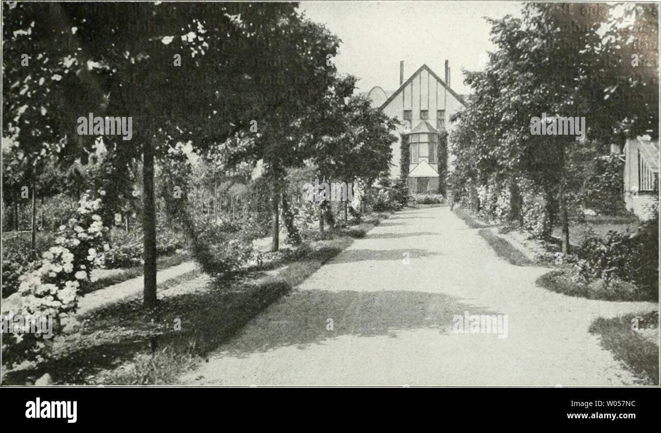 Immagine di archivio da pagina 308 del die Gartenkunst (1899). Die Gartenkunst diegartenkunst12deut Anno: 1899 XII, 11 DIE GARTENKUNST. 189 Garten A. Hochstrafier, Cronberg i. T.: Lindenallee mit Schlingrosen an der Rückseite des Hauses. Das Haus wurde von einem Künstler voller essere- wußtsein für die Art der Bewohner gebaut und im Garten steckt der Besitzer selbst mit circuizione Liebe für die Natur, circuizione Freude am seltenem Gewächs und seinem Stolz auf das, was er hier zusammenge- bracht hat. Solch ein Garten ist ein Organismus, der zu uns spricht. Keine Dekoration, wie jene Tausende, die sich alleror Foto Stock