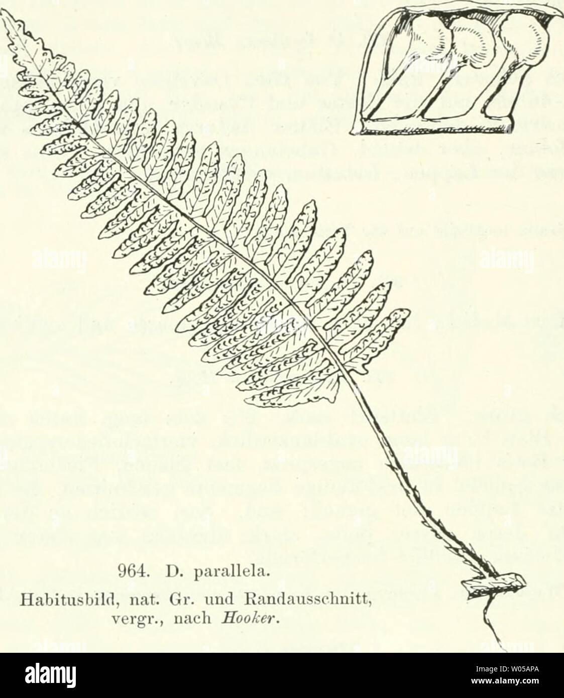 Immagine di archivio da pagina 319 di morire Farnkräuter der Erde . Die Farnkräuter der Erde : beschreibende Darstellung der geschlechter und wichtigeren Arten der Farnpflanzen mit besonderer Berücksichtigung der Exotischen diefarnkruterd00chriuoft Anno: 1897 304 Zweiter Theil. Beschreibung der Gruppen, Geschlechter und Arten. 964. D. parete parallela. Rhizom schuppig, Blattstiel 1 DEM. Blätter ebenso lang, einfach ge- fiedert, kahl, aus dcltoider base breit-lanzettlich starr, bis zur Spindel in dichtstehende, kammförmige, horizontale, lineal-längliche, eher stumpfe, ganzrandige Segmente getheilt, hel Foto Stock