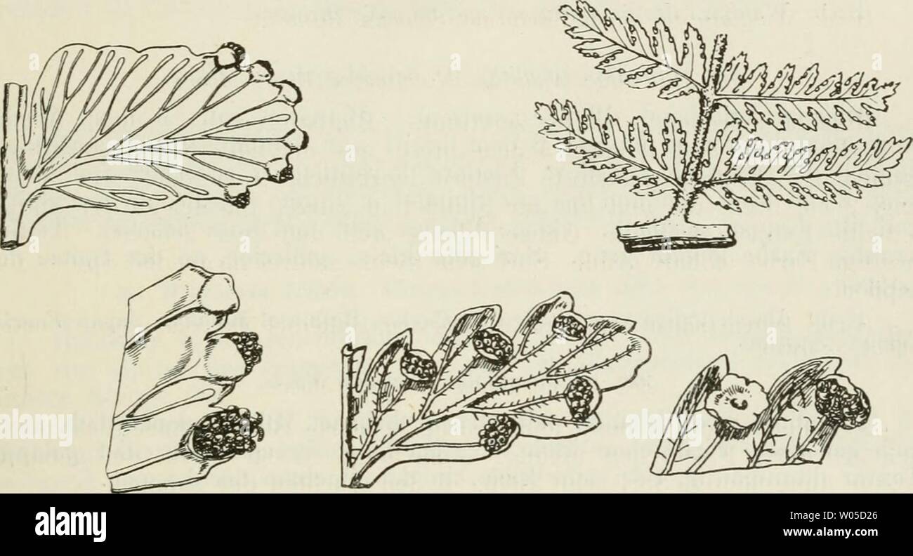 Immagine di archivio da pagina 326 di morire Farnkräuter der Erde . Die Farnkräuter der Erde : beschreibende Darstellung der geschlechter und wichtigeren Arten der Farnpflanzen mit besonderer Berücksichtigung der Exotischen diefarnkruterd00chriuoft Anno: 1897 Dennstaedtia Bernh. 311 fiedert, Fiedersegmente mittelgross bis klein, oft sehr fein. Haare, keine Schuppen. Etwa 20 Arten, wovon eine vorwiegend tropisch-amerikanische, nahe verbundene Artengruppe. Eine arte nordamerikanisch ist. 985. D. obtusifolia (WiUd.) Moore. Dicksonia adiantoides H. B. KTH. Blattstiel aufrecht, fein behaart, zerstreut stehe Foto Stock