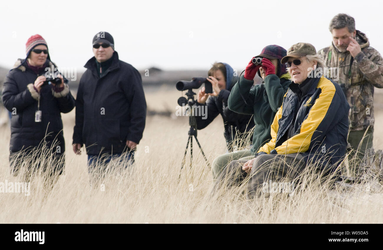 Bird Watcher visualizza le civette delle nevi a Damon punto, Grays Harbor County, a Washington il 5 febbraio 2012. Rari i visitatori dall'Artico saranno alloggiati nella zona, assaporerete i piccoli mammiferi e da ingrasso fino prima di uscire in marzo guidato sulla loro strada per tornare in Artico per razza. UPI/Jim Bryant Foto Stock