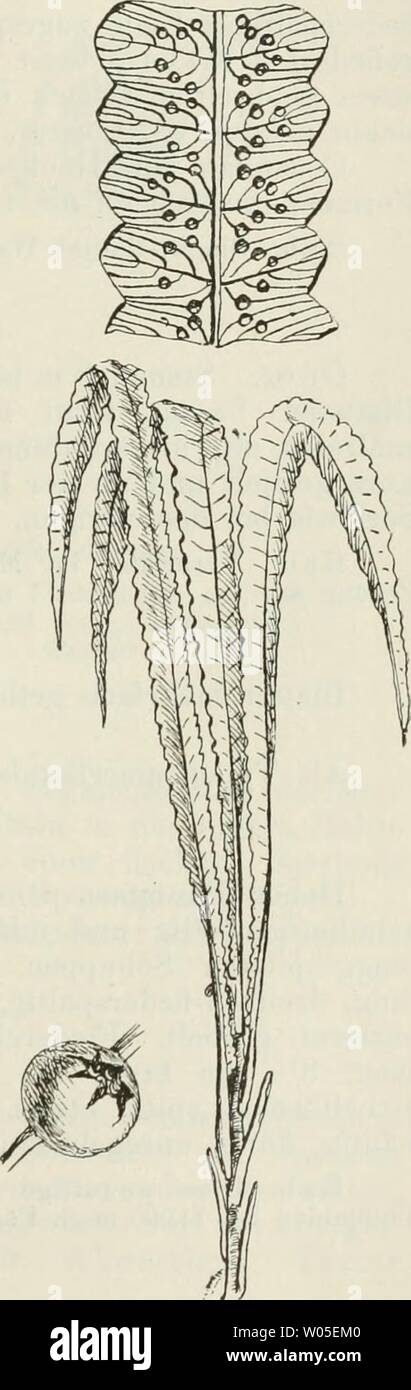 Immagine di archivio da pagina 332 di morire Farnkräuter der Erde . Die Farnkräuter der Erde : beschreibende Darstellung der geschlechter und wichtigeren Arten der Farnpflanzen mit besonderer Berücksichtigung der Exotischen diefarnkruterd00chriuoft Anno: 1897 Cyathea Sm. 317 A1 s o p h i 1 e un e. Sori auf dem Rücken oder in der Gabel der Nerven, nicht un deren Spitze. Sporangien Mit einem vollständig geschlossenen Ring aus gleich starken oder beinahe gleichstarken Zellen. Indusium eine unterständige, den Sorus kugelig oder becherförmig umschliessende Membran oder fehlend. 79, Cyathea Sm. Cyathea und H Foto Stock