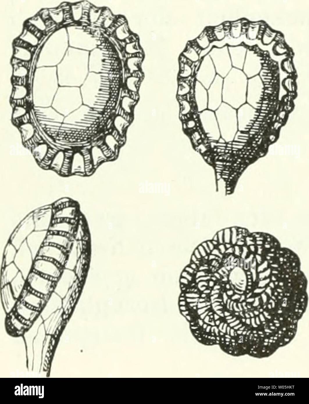 Immagine di archivio da pagina 341 di morire Farnkräuter der Erde . Die Farnkräuter der Erde : beschreibende Darstellung der geschlechter und wichtigeren Arten der Farnpflanzen mit besonderer Berücksichtigung der Exotischen diefarnkruterd00chriuoft Anno: 1897 326 Zweiter Theil. Beschreibuug der Gruppen, Geschlechter und Arten. Haaren gemischt. Habitus eher wie eine starre und sehr stumpfe forma von Pteris aquilina. Hab. Antillen und Süd-Amerika bis Brasilien und Cile. PresL LophOSOrUS 1035. A. pruinata Kmäf. Ebenfalls niedrig und fast stammlos und unbewehrt. Unten Blattstiel rostroth-wollig. Blätter g Foto Stock