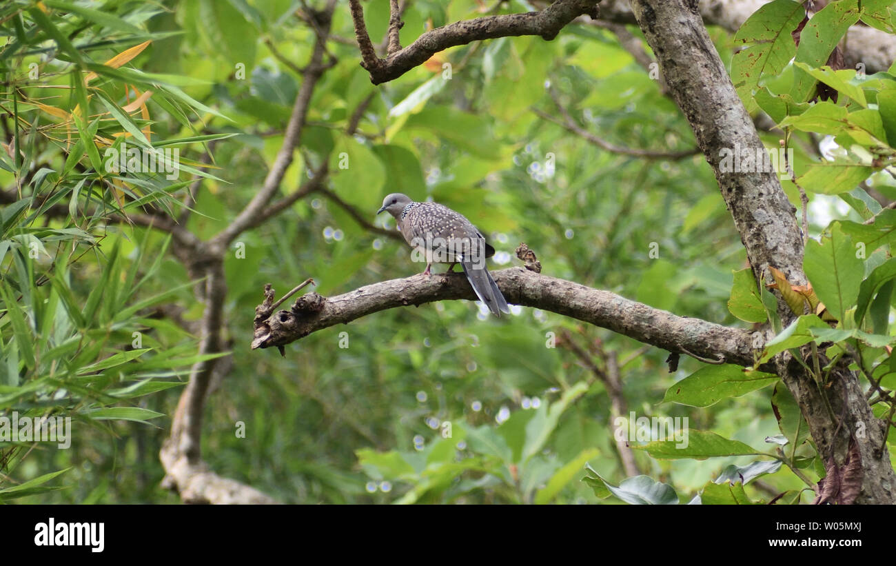 Un uccello ubicazione sulla struttura ad albero Foto Stock