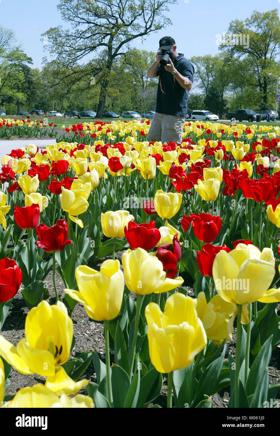 Mark Johnson fotografie alcuni dei fiori sul display del tulip festival di Forest Park a San Louis il 17 aprile 2005. Migliaia di tulipani sono disposti in varie tonalità di colore intorno al Jewel Box, una storica struttura che ospita offerte floreali durante tutto l'anno. (UPI foto/Bill Greenblatt) Foto Stock