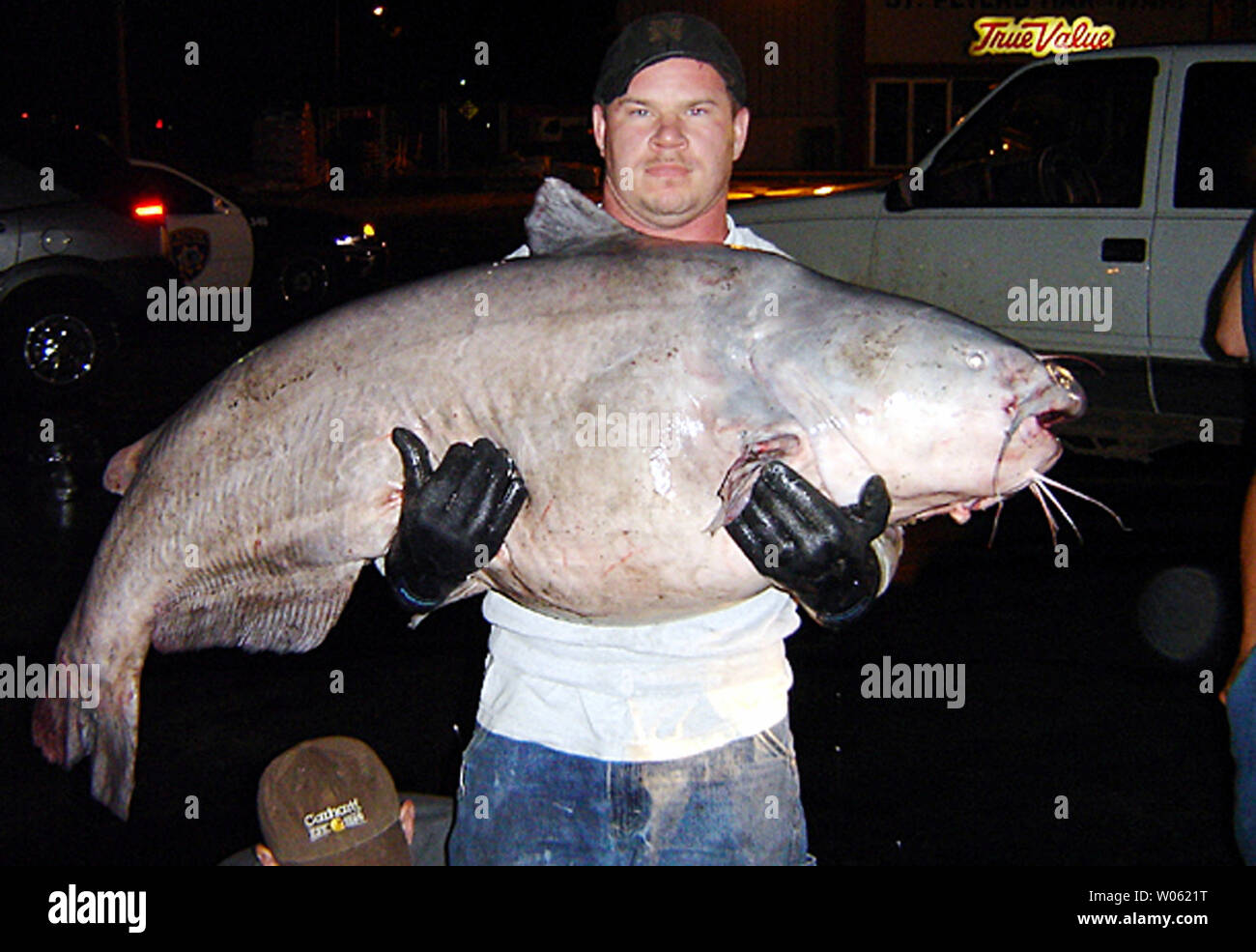 Tim Pruitt di Alton, IL detiene il record di pesce gatto ha catturato nel fiume Mississippi vicino a Alton, IL il 22 maggio 2005. Il 124-pound catfish ha preso quasi 45 minuti di bobina da un johnboat. Il record del mondo per un lupo di mare blu è 121.8 impostato nel gennaio 2004 presso il lago Texoma vicino Denison, TX. Il pesce è stimata essere il 20-30 anni.(UPI foto/dipartimento Illinois delle risorse naturali) Foto Stock