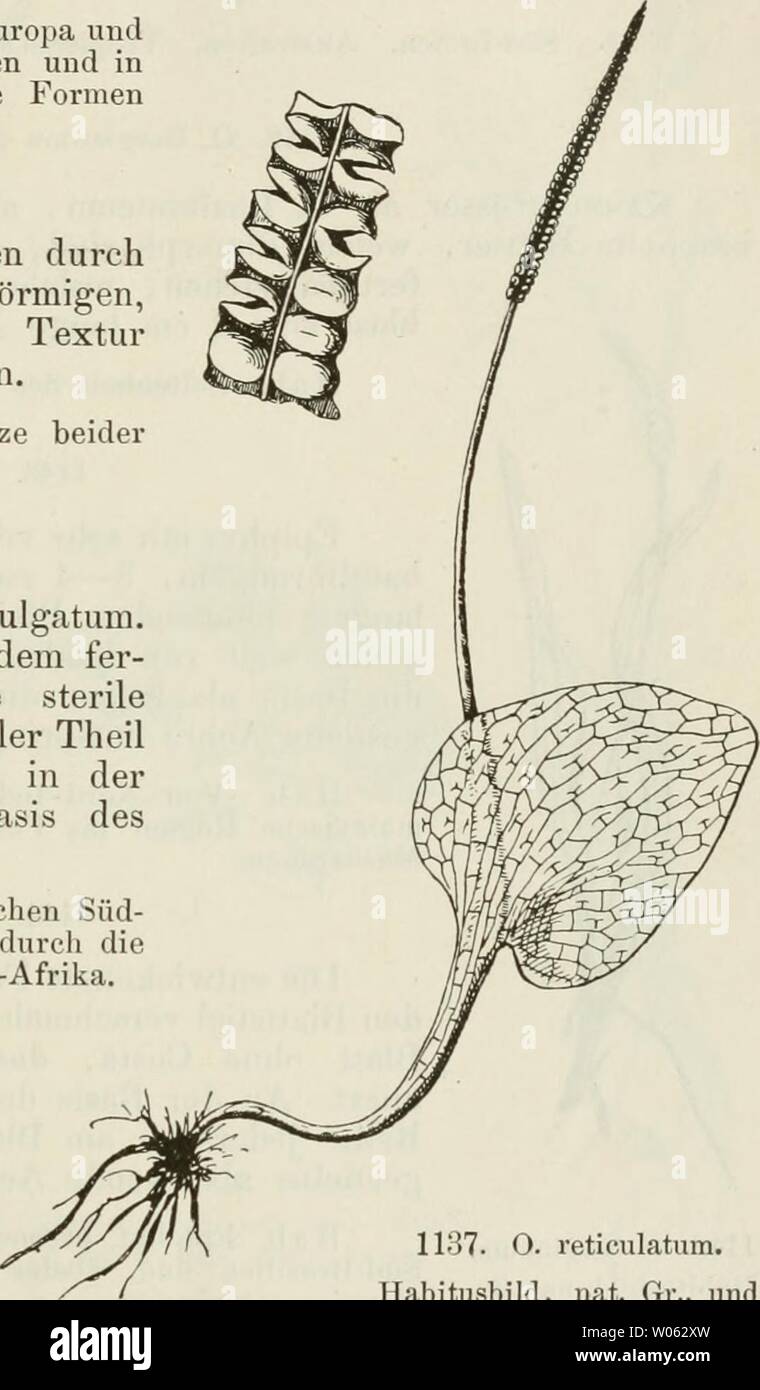 Immagine di archivio da pagina 378 di morire Farnkräuter der Erde . Die Farnkräuter der Erde : beschreibende Darstellung der geschlechter und wichtigeren Arten der Farnpflanzen mit besonderer Berücksichtigung der Exotischen diefarnkruterd00chriuoft Anno: 1897 Ophioglossum L, 363 1136. 0. vulgatum L. Rhizom nicht knollig, Blätter einzeln, nebst Blattstiel 2 dem lang, steriler Theil etwa in der Mitte, 5 cm lang, ovale, sitzend, Fertile Aehre 3 cm lang. Farbe hellgrün, Textur lederig. Hab. Durch Nord-Asien und Europa und Nord-Amerika zerstreut, gegen Süden und in den Tropen durch nahe verwandte Formen ver Foto Stock