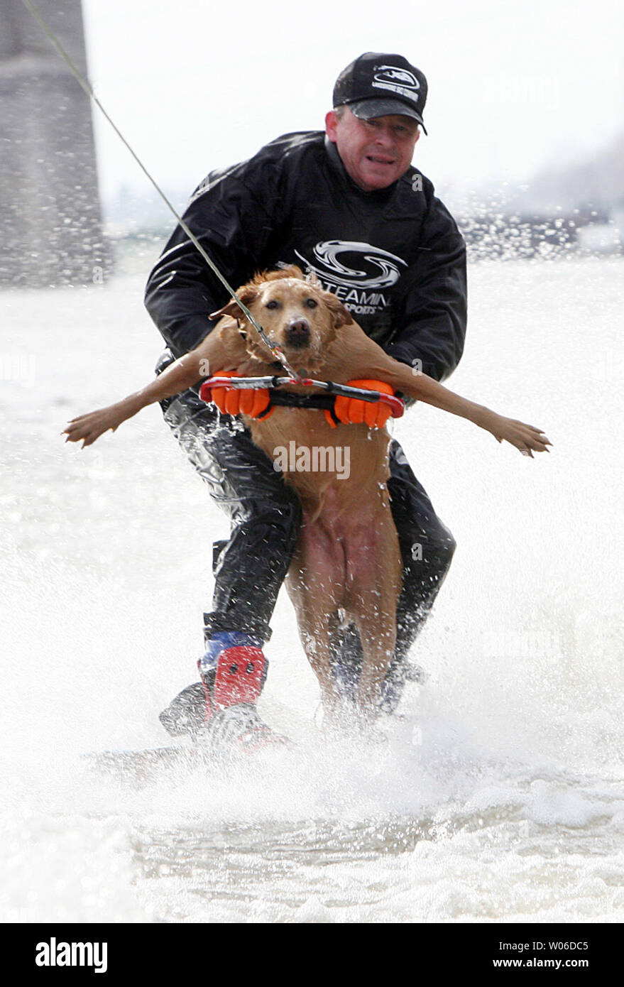 Kevin Day e il suo cane Brown Suger lotta per restare sul loro ski come essi lo sci d'acqua in 20 grado temperature lungo il fiume Mississippi in San Louis il 1 gennaio 2008. Giorno ha acqua sciato con alcuni dei suoi cani il giorno di Capodanno per oltre vent'anni. (UPI foto/Bill Greenblatt) Foto Stock