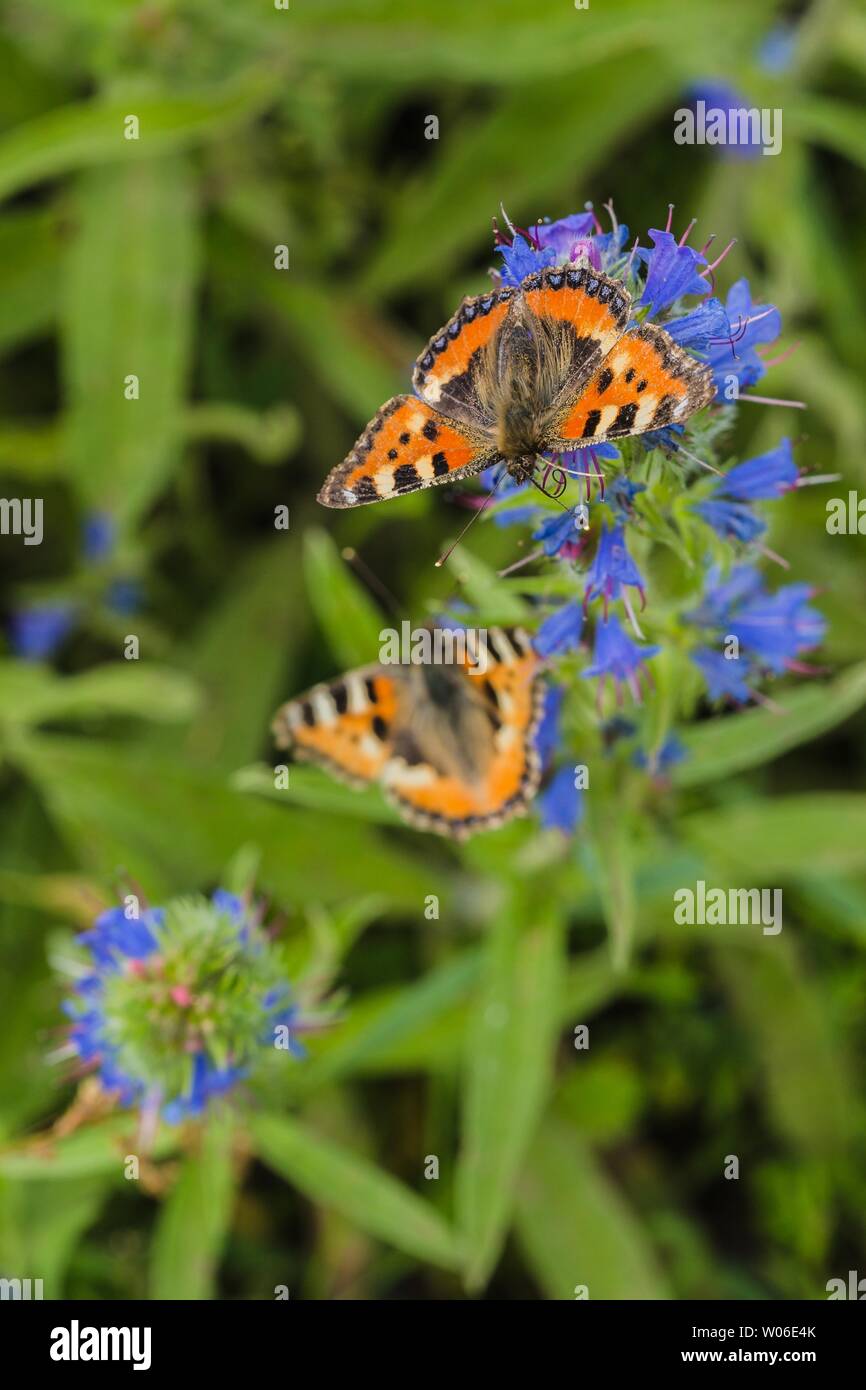 Due piccole farfalle di tartaruga, un colorato arancione rossastro farfalle eurasiatica con nero e macchie blu, seduta selvaggio blu verde e fiori. Foto Stock