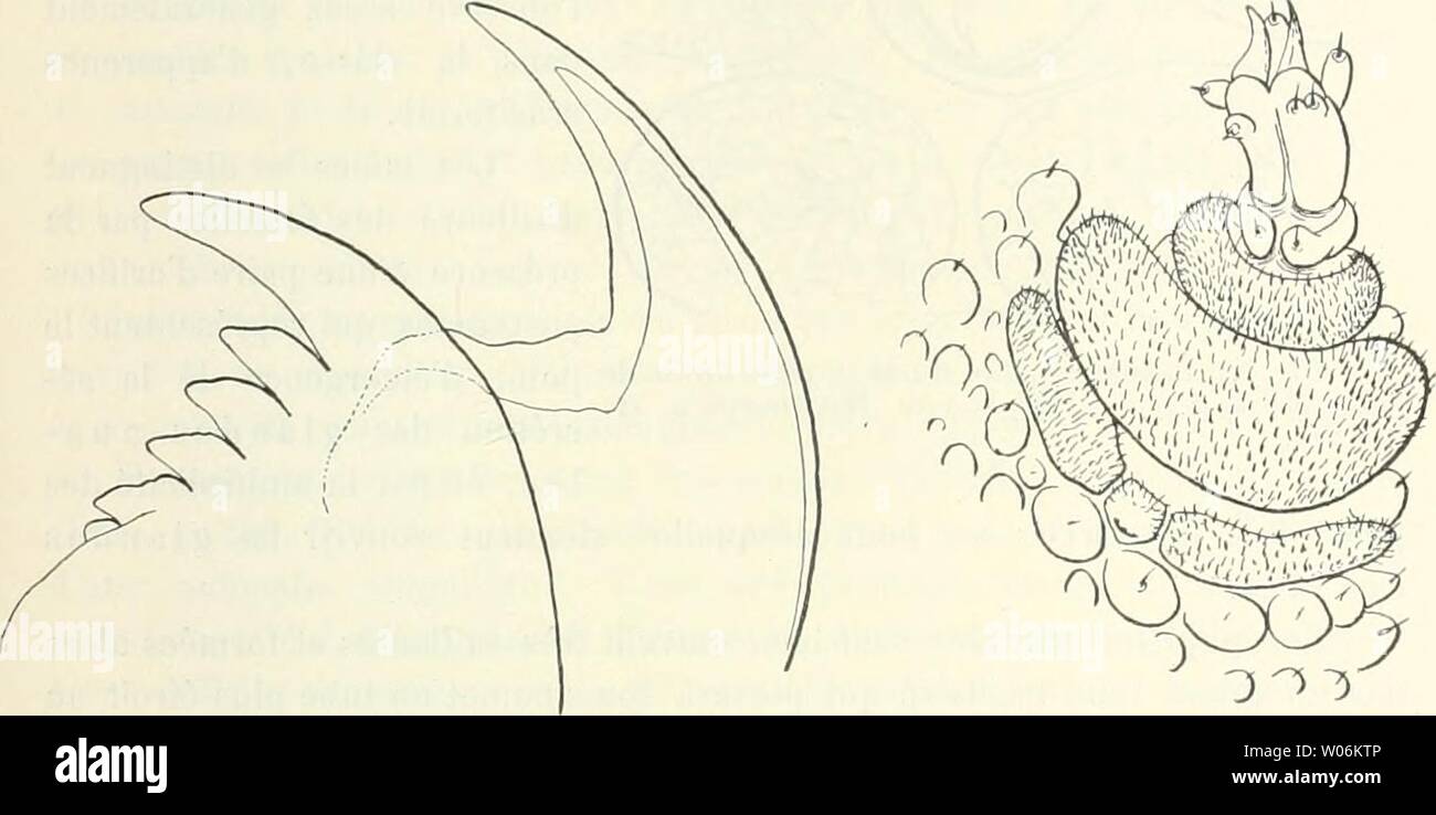 Immagine di archivio da pagina 440 di Die Fauna Südwest-Australiens; Ergebnisse, caldaia a recupero. Die Fauna SÃ¼dwest-Australiens; Ergebnisse, caldaia a recupero. von W. Michaelsen und R. Hartmeyer diefaunasdwest02hamb Anno: 1907 Onychophora 319 Les antenncs ne diversi sensiblement pas de celles des autres peri- patoides et, Ã¤ une ou deux unisce pres, se composent de 28 arceaux. Les yenx (fig. 2CE) fuori ete segnali precedemment; les levres ne presentent rien de particulier. Les inandibules (fig. 3) sont depourvues de ammaccature accessoires sur leur zoppo externe, comme dans les Peripatoides Suteri, Novae Zealandiae et occidente Foto Stock