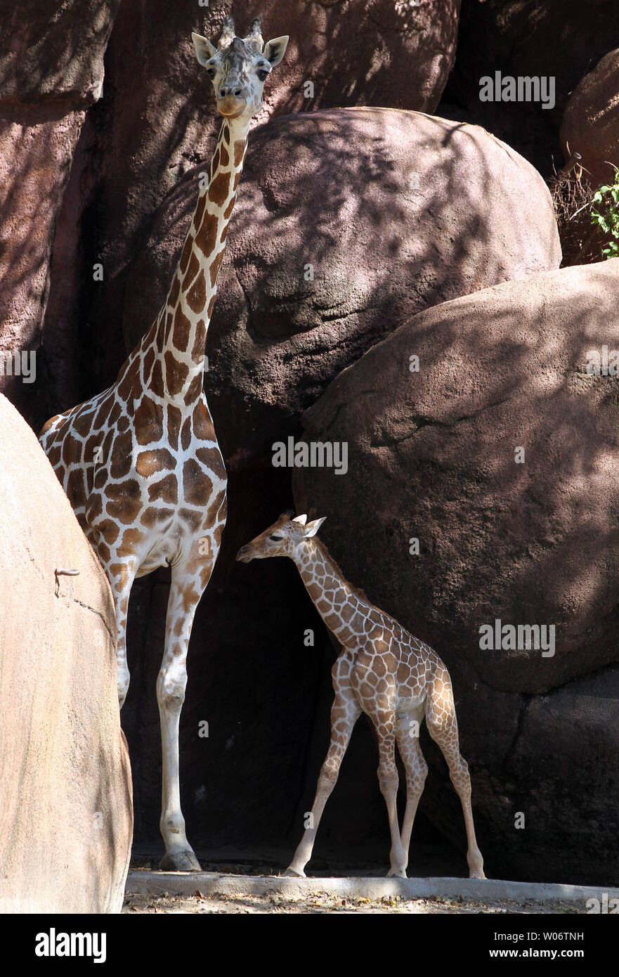 A due settimane di età giraffe reticolate sorge vicino a sua madre nella sua penna come la più recente aggiunta alla St Louis Zoo di San Luigi il 24 settembre 2010. La pesatura 136 libbre e piedi di oltre 6 metri di altezza, questo bambino è il settimo per vitello Susie e Dexter.La giraffa è il più alto vivono animali di terra, con le femmine di raggiungere un'altezza di 14-16 metri e i maschi torreggianti a 16 a 18 piedi. UPI/Bill Greenblatt Foto Stock