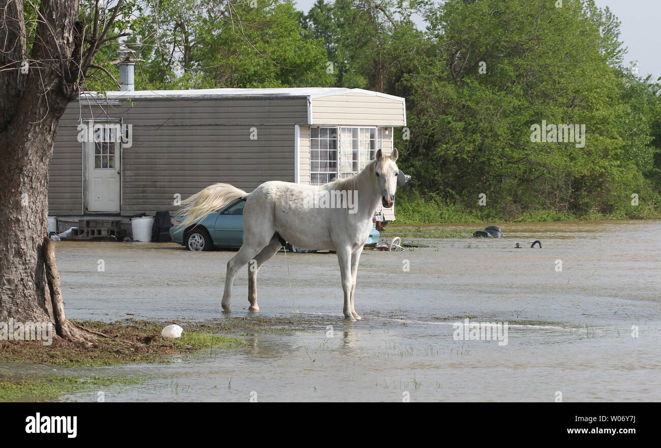 Un cavallo sta in un aumento delle acque di esondazione nei pressi di una casa in Butler County, Missouri il 26 aprile 2011. Un argine sul fiume nero proteggere la zona da grandi inondazioni ha violato in diversi luoghi, costringendo le autorità a evacuare i residenti. UPI/Bill Greenblatt Foto Stock