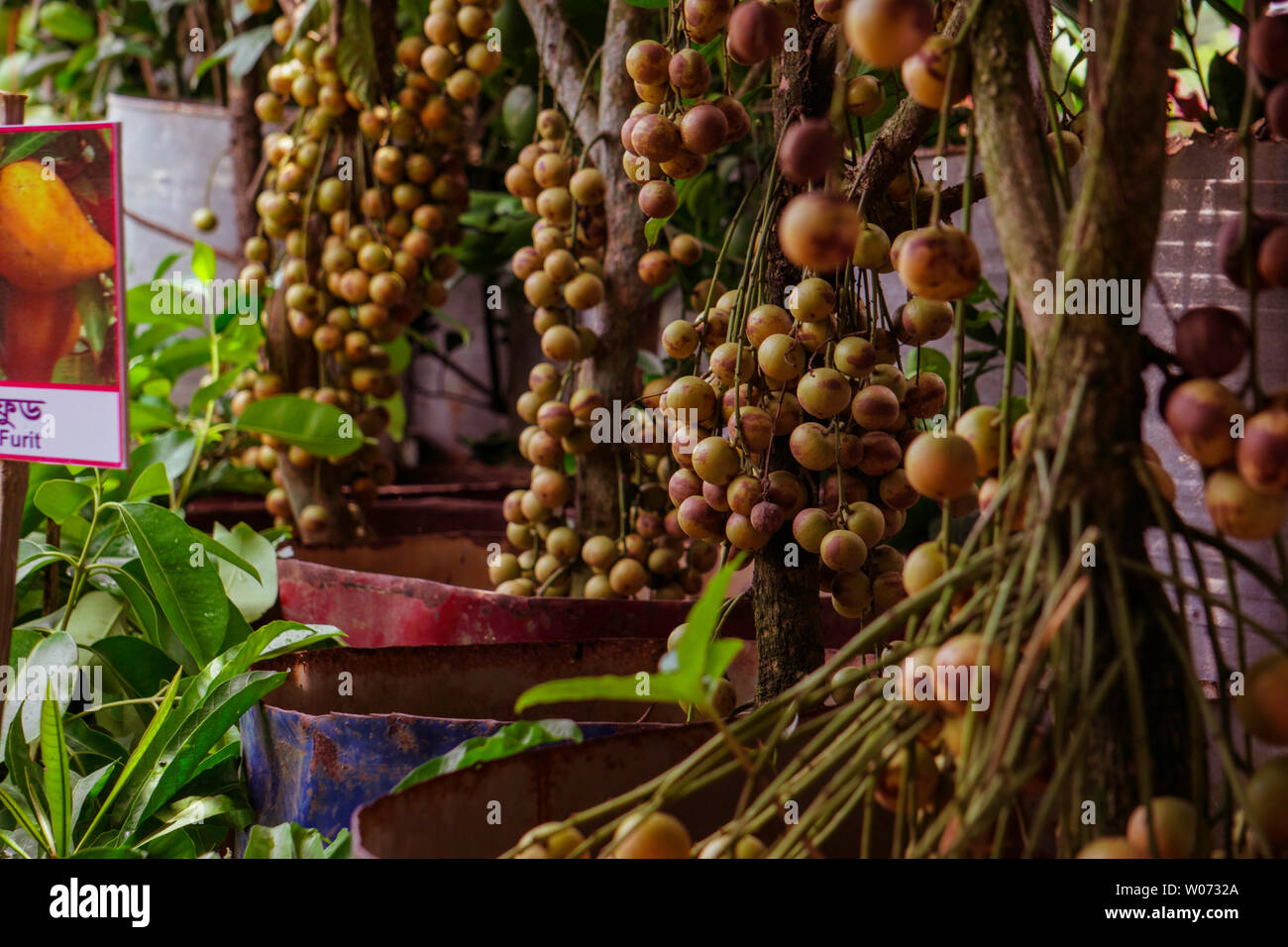 Uva birmano fatti e benefici per la salute. Lotkon frutto del Bangladesh piante di vivaio. Foto Stock