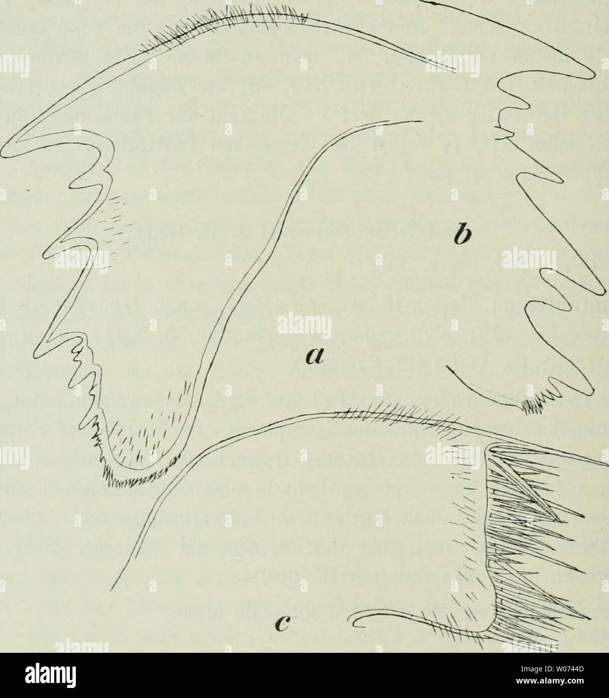 Immagine di archivio da pagina 495 del die Fauna Südwest-Australiens; Ergebnisse, caldaia a recupero. Die Fauna Südwest-Australiens; Ergebnisse, caldaia a recupero. von W. Michaelsen und R. Hartmeyer diefaunasdwest04hamb Anno: 1907 432 Paul Krüger, Cap. Ped. Länge: 26 17 22 16 19 20 19 18 sind größer anche wie das von Gruvel beschriebene. Zählungen der Cirrenglieder bei einem esemplare ergaben folgende Zahlen: Cirrus Außenast Innenast Cirrus Außenast Innenast I. 18 17 IV. 22 21 18 ? 19 18 IL 24 22 V. 22 20 20 19 22 21 III 21 18 (abgebrochen) VI. 22 19 (abgebrochen) 20 19 22 21 (abgebrochen) Fig. 1. Smilium Peroni J. E. Gray, Foto Stock