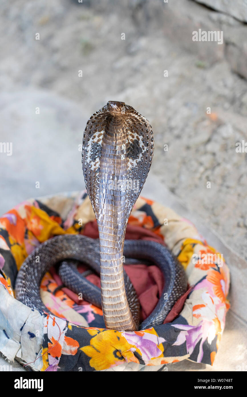 Ritratto cobra indiano a Rishikesh, India. Close up Foto Stock