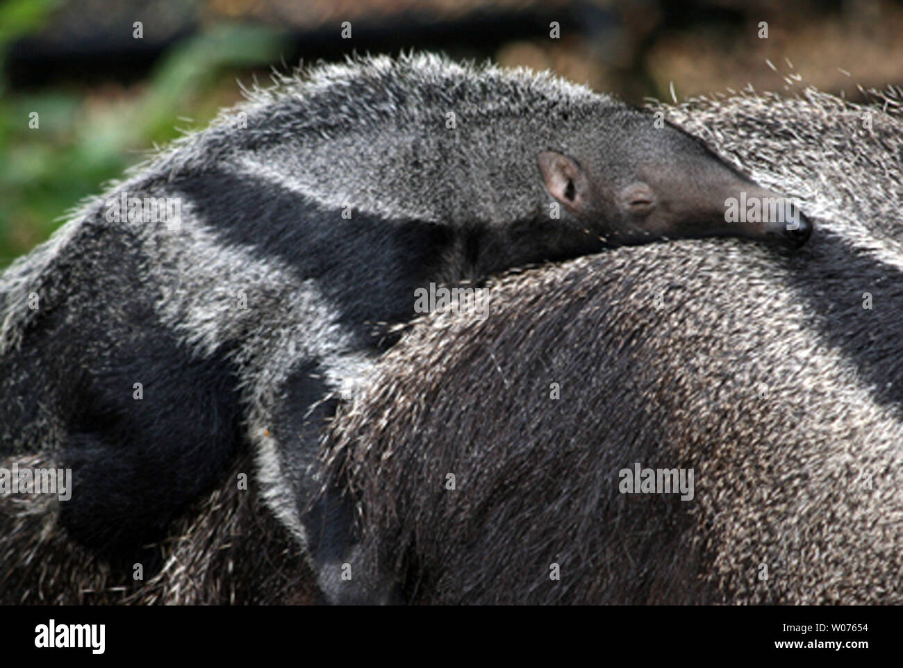 Drappeggiati attraverso sua madre torna e si mescola con le strisce e capelli lunghi è Sabia, un bambino anteater gigante sul display al Saint Louis Zoo il 8 novembre 2012. Nato il 14 agosto 2012, con un muso lungo e in bianco e nero strisce, lei è una versione in miniatura di sua madre Wendy, 15 anni, nato a Phoenix Zoo e padre Willie, 11 anni, nato a Oklahoma City Zoo. Ella pesava appena 3 libbre alla nascita. UPI/Saint Louis Zoo Foto Stock