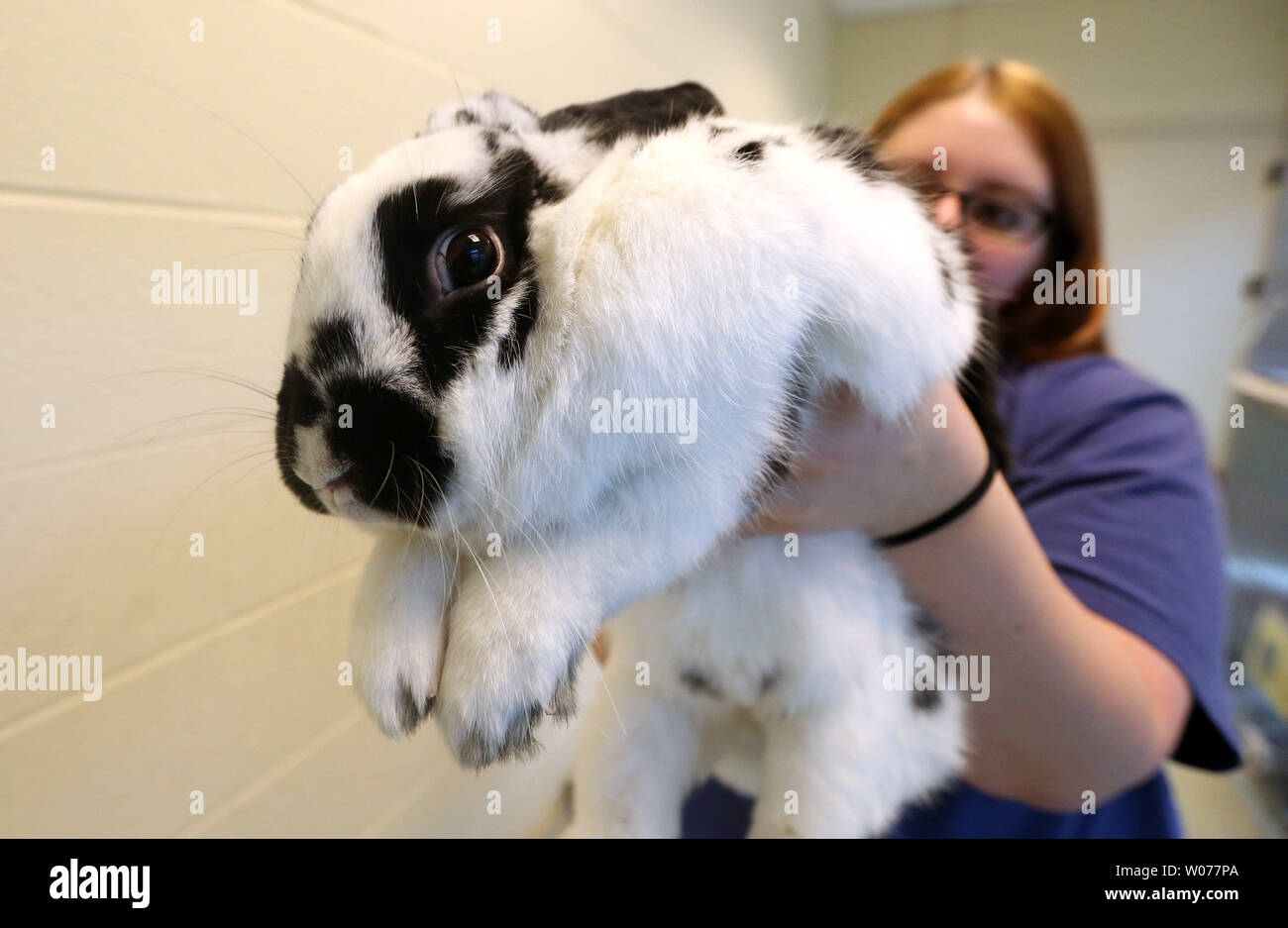 Stephanie Jones, adozione di un consigliere per la società umana del Missouri, contiene fino piuttosto, un 2-anno-vecchio bunnie maschile di San Louis il 27 marzo 2013. La Humane Society of Missouri colloqui in profondità a quelle interessate ad adottare i conigli di questo vicino alla Pasqua. La Humane Society afferma che molti adottano con buone intenzioni durante il periodo di Pasqua ma poi perdere interesse in un breve periodo di tempo. UPI/Bill Greenblatt Foto Stock