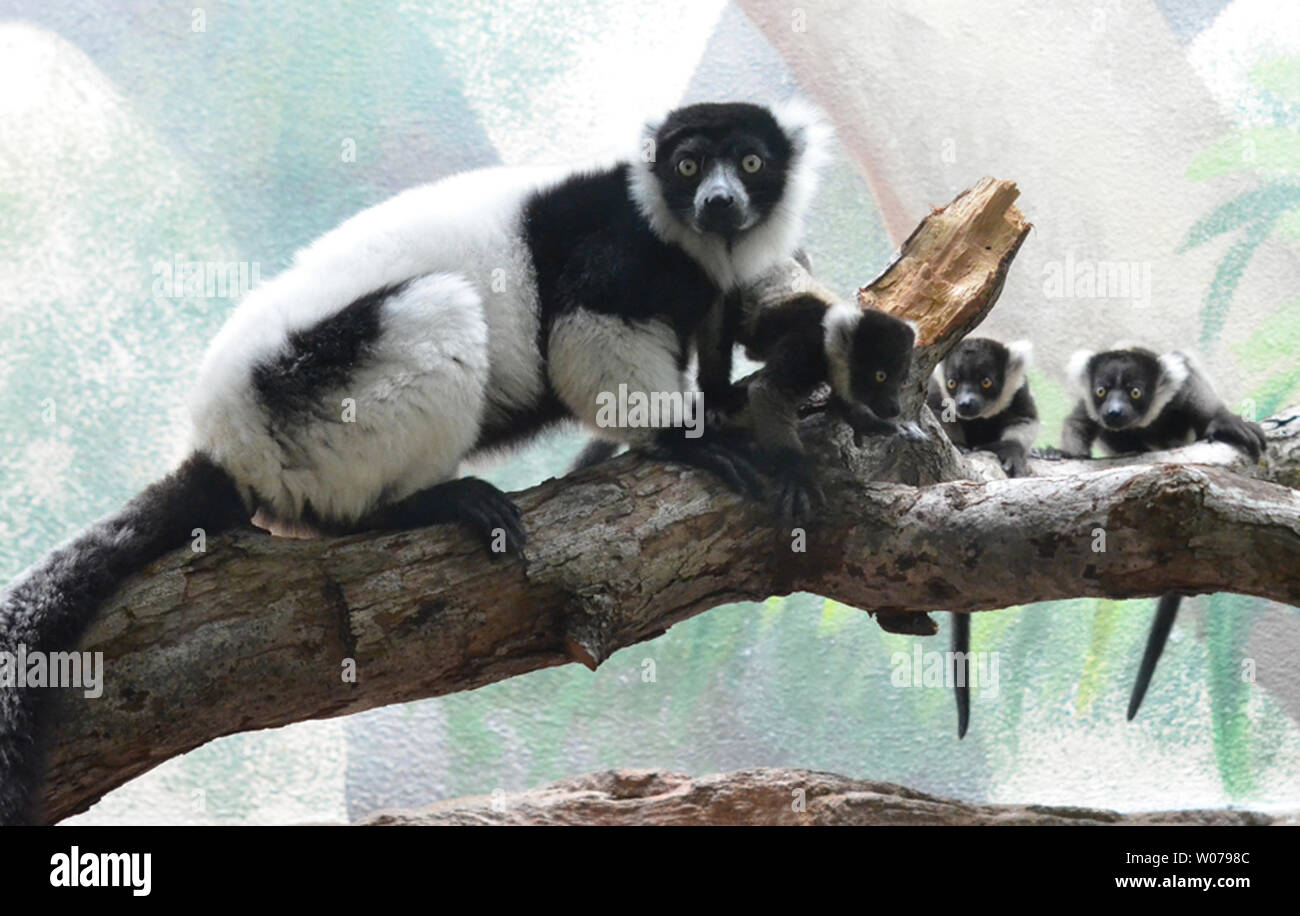 Tre in bianco e nero dei lemuri ruffed sedersi con la loro madre in Saint Louis Zoo Primate House di San Luigi a giugno 17, 2013. Nato il 14 maggio 2013 criticamente le specie minacciate sono uniche per il Madagascar. Questa nascita è parte dell Associazione dei giardini zoologici e degli acquari Ruffed specie di lemuri piano di sopravvivenza (SSP), un programma per la gestione di un geneticamente popolazione sana di nero e di bianco ruffed lemuri in North American giardini zoologici. UPI/Saint Louis Zoo Foto Stock