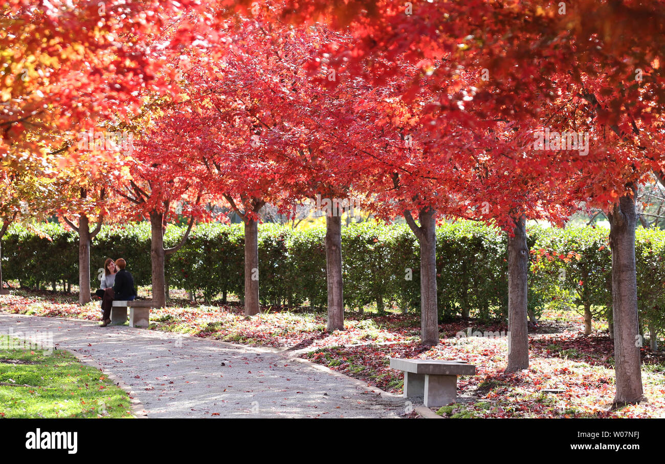 I visitatori di Forest Park e godetevi le temperature miti come gli alberi iniziano a girare i colori di San Louis il 6 novembre 2015. Foto di Bill Greenblatt/UPI Foto Stock