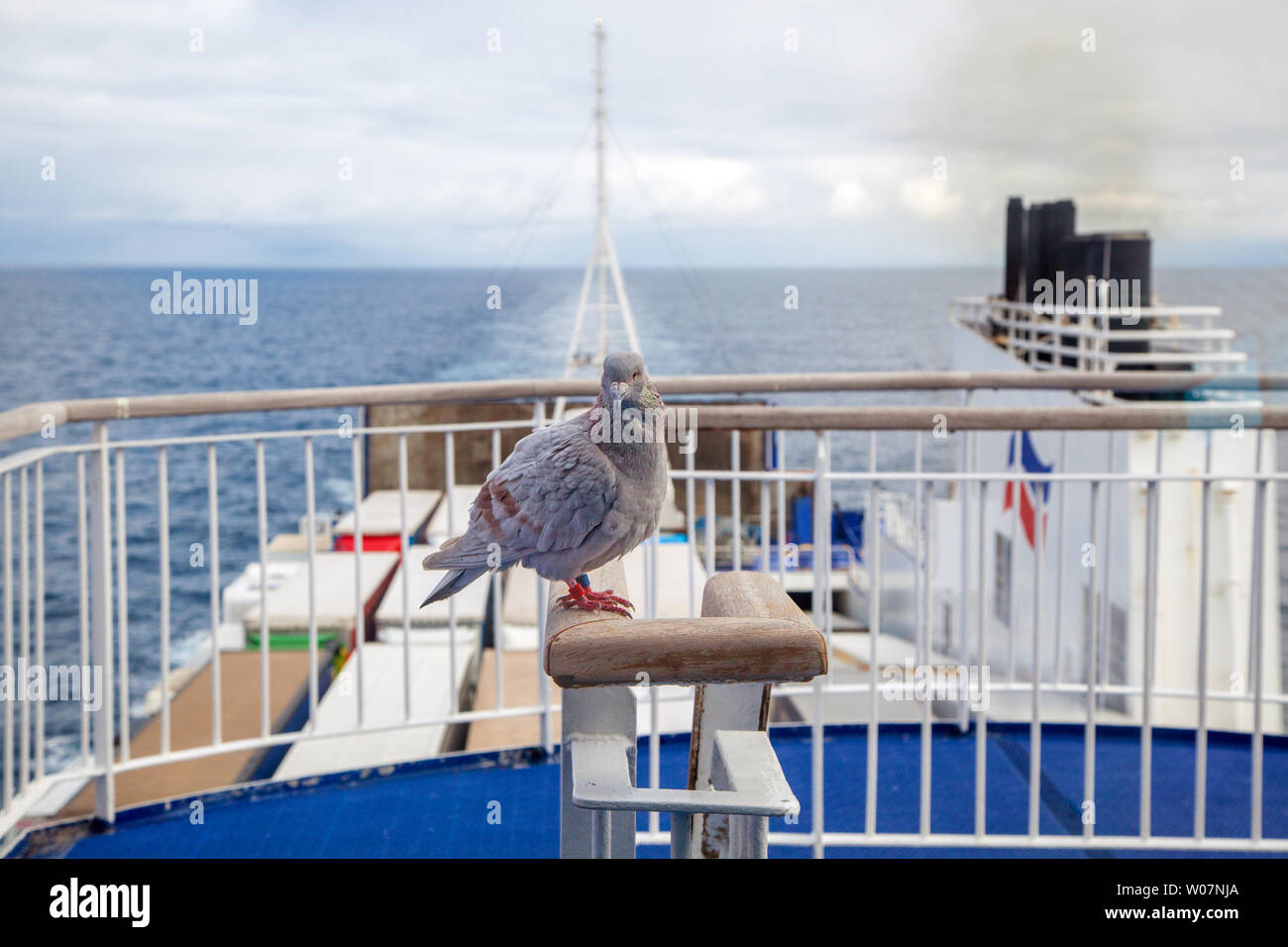 Racing pigeon poggiante su un Brittany Ferries nave incrocio tra Portsmouth in Inghilterra e Santander Spagna Foto Stock