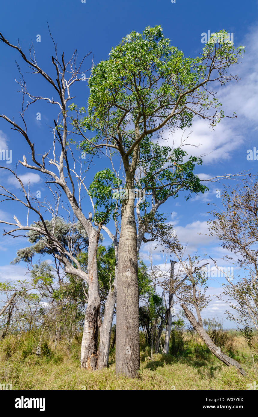 Bottiglia del Queensland tree Brachychiton rupestris Foto Stock