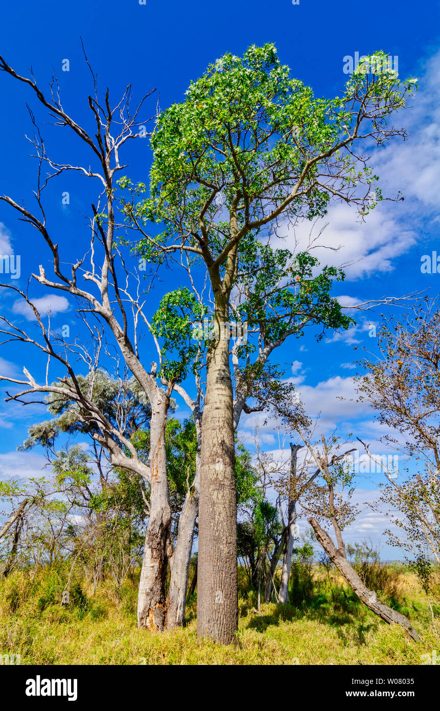 Bottiglia del Queensland tree Brachychiton rupestris Foto stock - Alamy