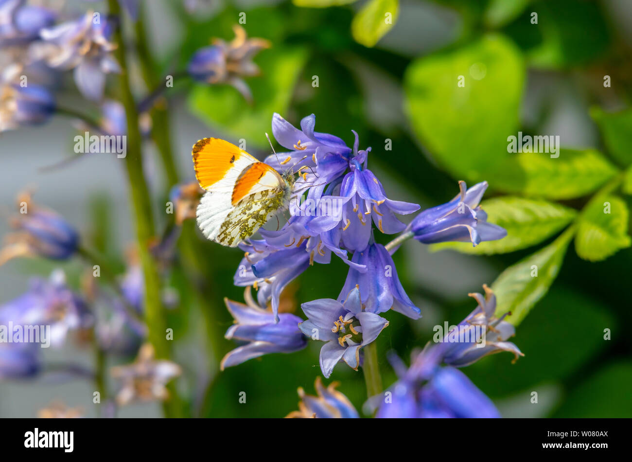 Punta arancione farfalla su alimentazione bluebells, REGNO UNITO Foto Stock