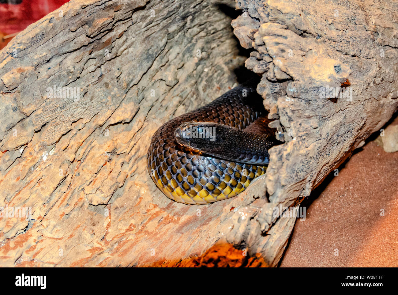 Inland Taipan o feroce snake, Queensland, Australia Foto Stock