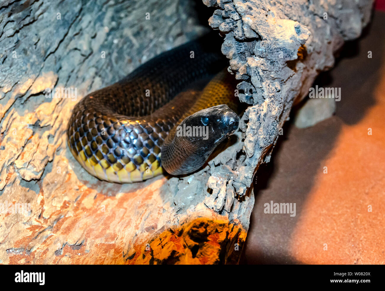 Inland Taipan o feroce snake, Queensland, Australia Foto Stock