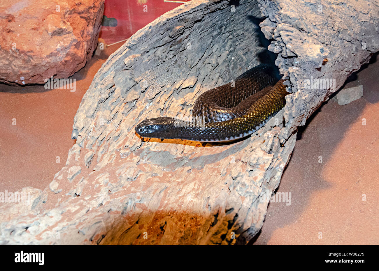 Inland Taipan o feroce snake, Queensland, Australia Foto Stock