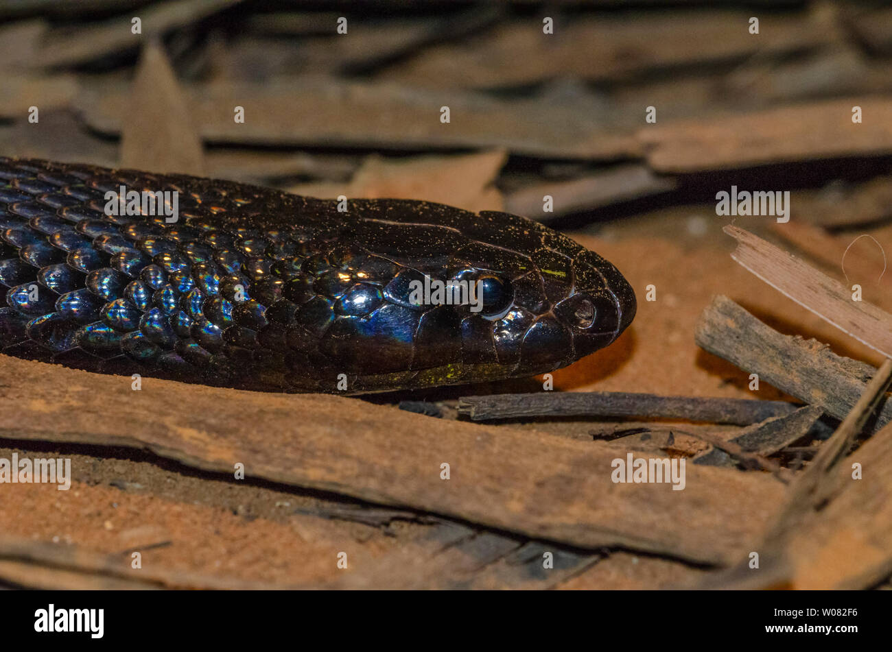 Inland Taipan o feroce snake, Queensland, Australia Foto Stock