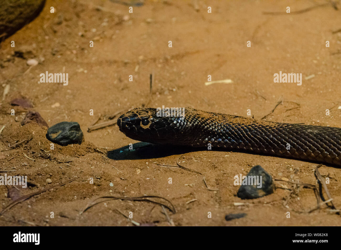 Inland Taipan o feroce snake, Queensland, Australia Foto Stock