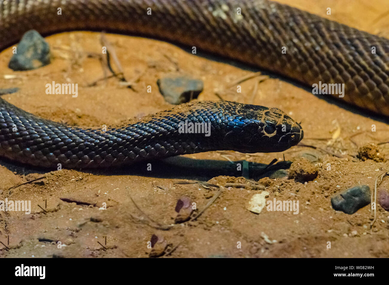 Inland Taipan o feroce snake, Queensland, Australia Foto Stock