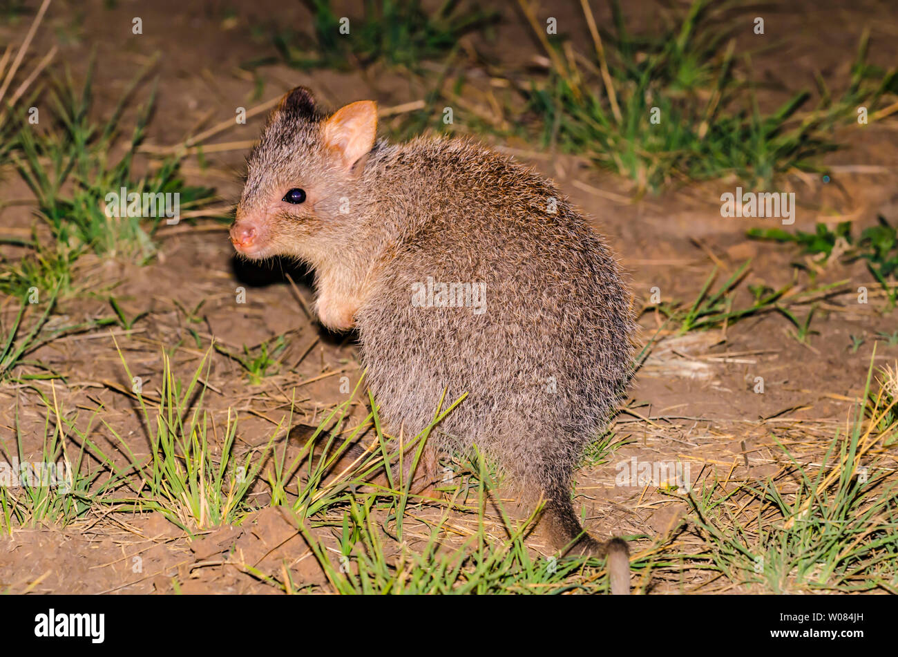 Rufous rat-kangaroo (Aepyprymnus rufescens), più comunemente noto come rufous bettong, Queensland, Australia Foto Stock