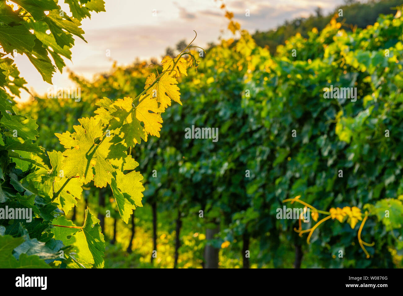 Sunny vigneto nella Valle del Vipava, Slovenia Foto Stock