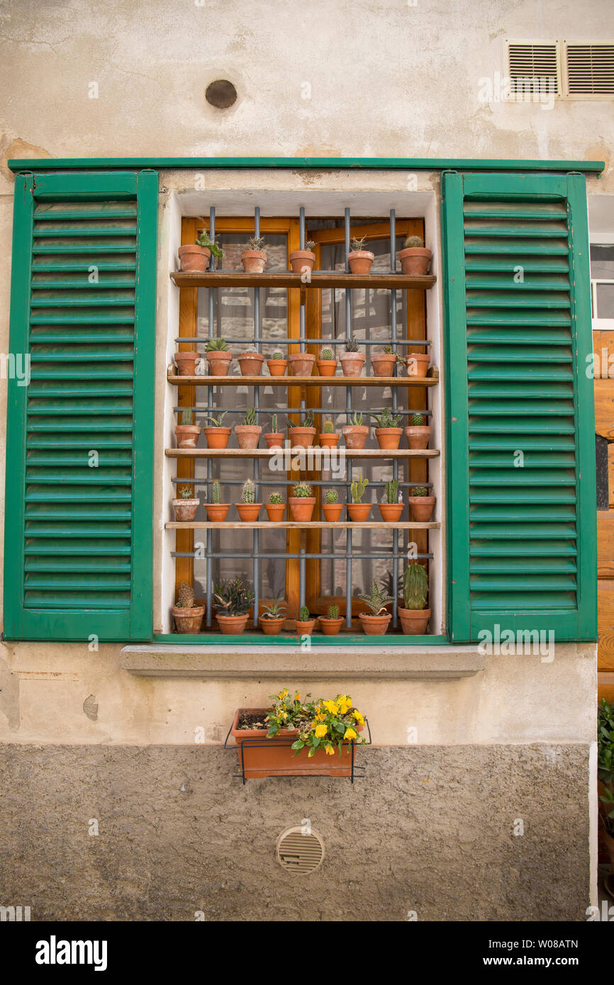 Finestra con apertura Persiane verde decorata con molti piccoli vasi di piante  grasse su livelli diversi ripiani. Colpo verticale. Lucignano, Toscana,  Italia Foto stock - Alamy