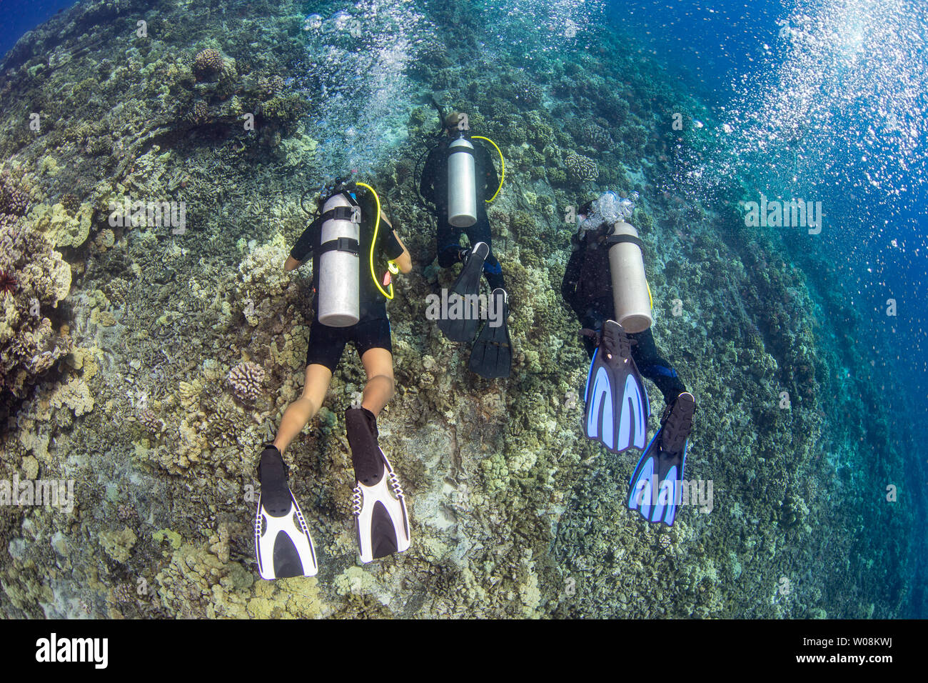 Tre subacquei (MR) nuotare in una sezione del disco Coral reef, Hawaii. Foto Stock