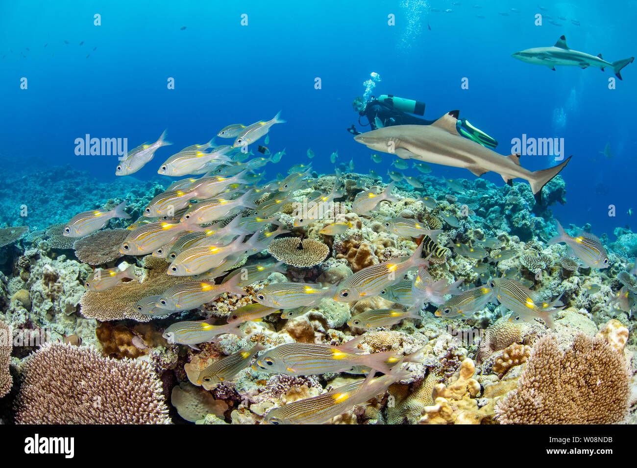 I subacquei con la Scuola Gold-spot imperatore o orate. Gnathodentex aureolineatus, blacktip e squali di barriera, Carcharhinus melanopterus, fuori dell'isola di Y Foto Stock