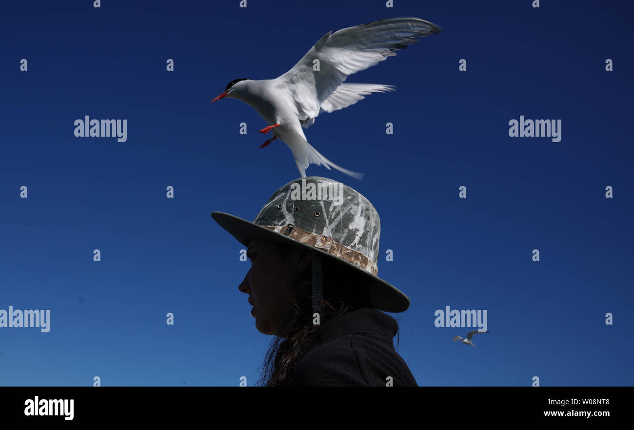 Un Arctic tern bombe di immersione di un visitatore sul farne isole. Allevamento di sterne artiche, i puffini, guillemots e shags tutti hanno subito perdite a causa di precipitazioni significative sulle isole farne prima di questo mese come i pulcini e pufflings (baby i puffini) erano i più vulnerabili. 125mm di pioggia cadde in appena 24 ore su 13 Giugno 2019, cinque volte la quantità che cadde in tutto il mese di giugno dell'anno precedente (24.8mm). Foto Stock