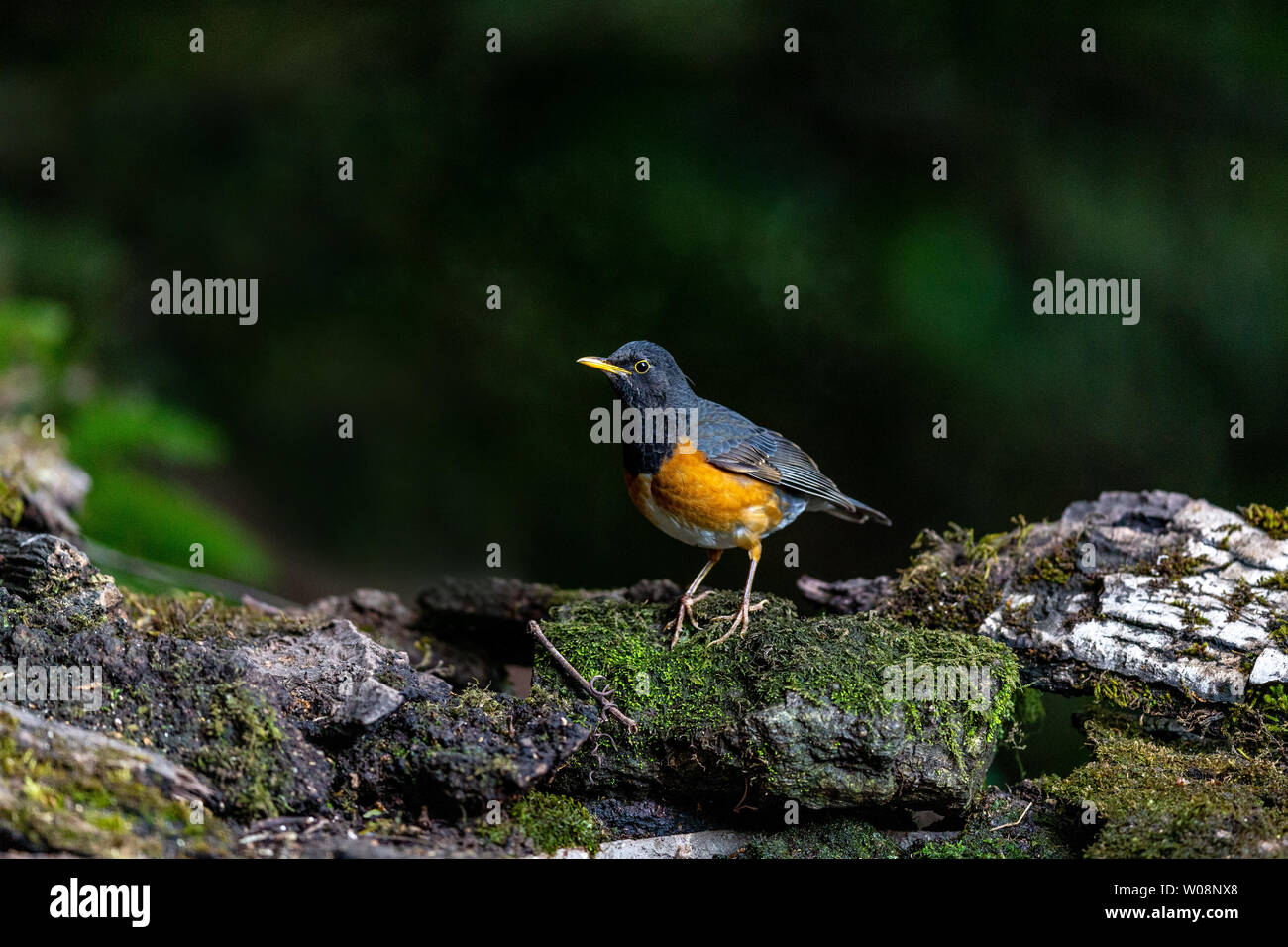 Nero-breasted tordi che vivono in una densa foresta pianura. Foto Stock