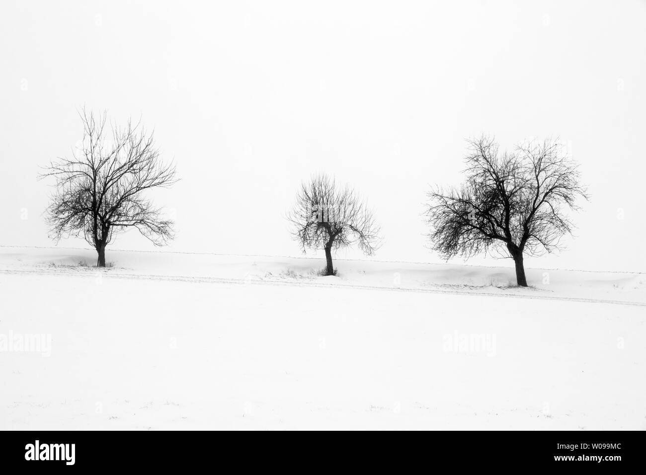 Bäume im inverno Foto Stock