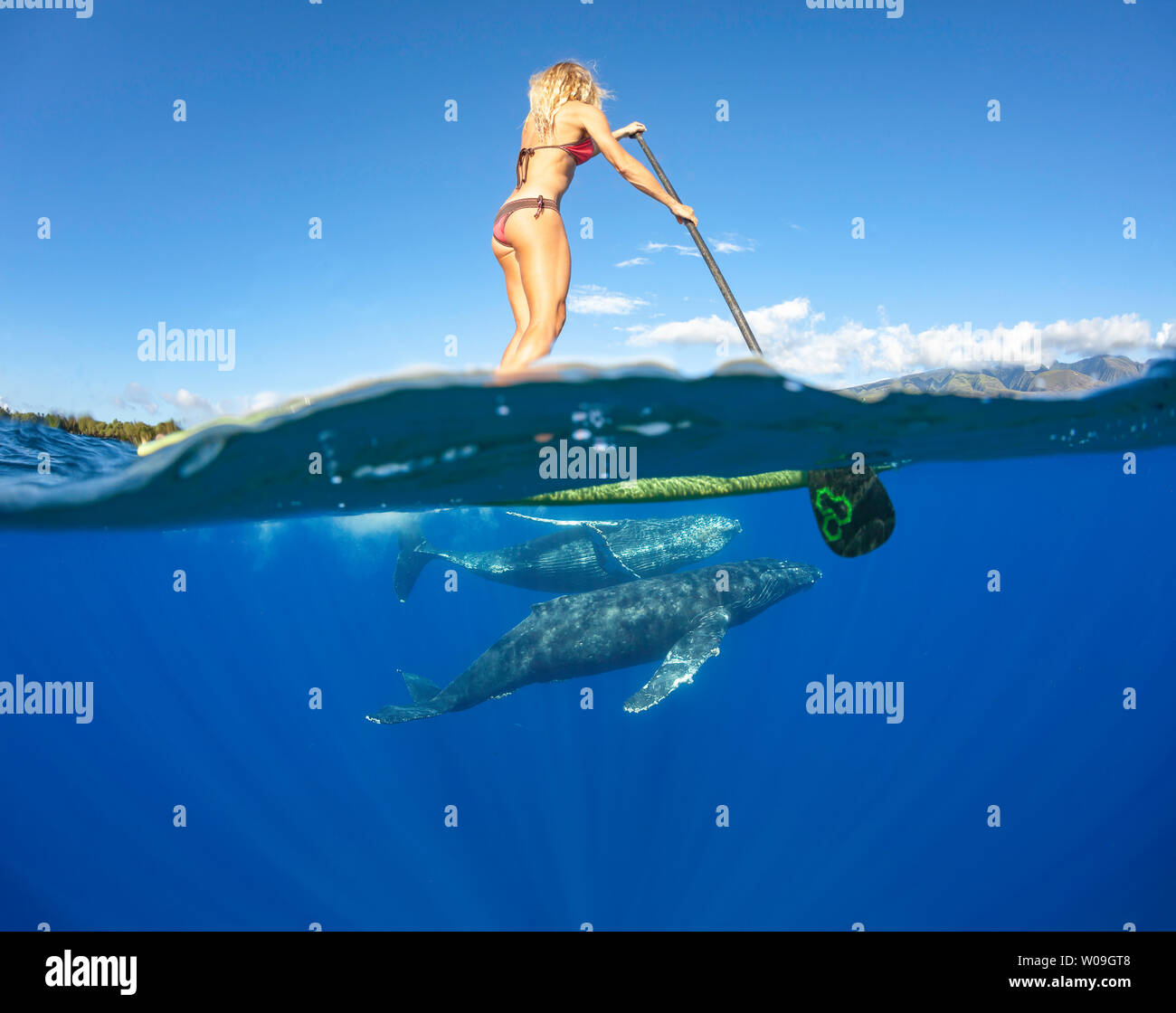 Una vista suddivisa di una donna su uno stand up paddle board e curioso megattere, Megaptera novaeangliae, subacquea off Maui, Hawaii. Questa immagine è mo Foto Stock