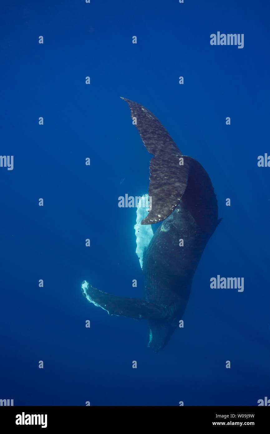 Un maschio di megattera, Megaptera novaeangliae, cantando sott'acqua in un piano verticale a testa in giù in alto la coda, posizione, Hawaii. Foto Stock