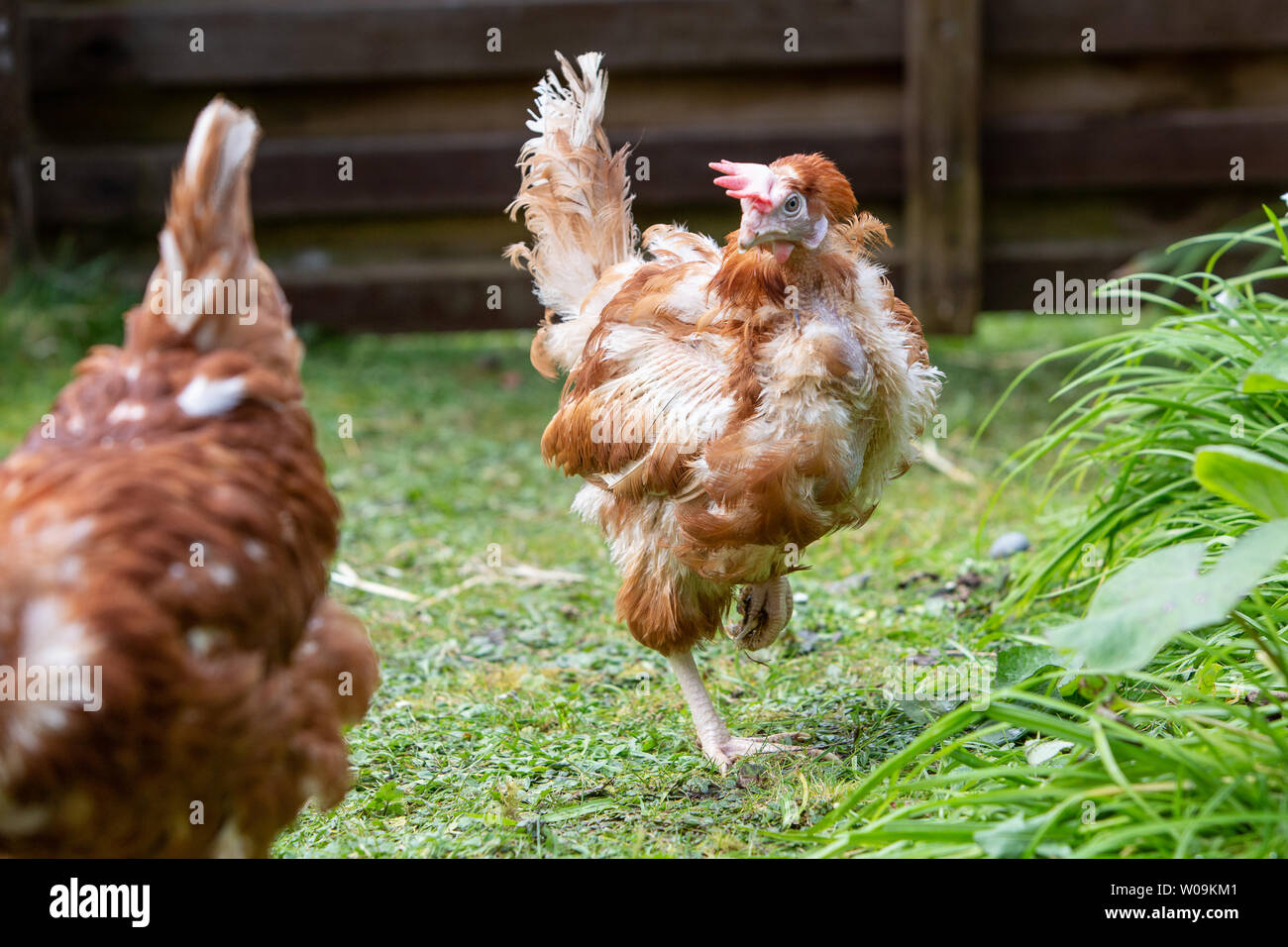 Salvataggio galline vagano liberi nel loro nuovo intervallo libero back yard. Lohmann razza Bruna Foto Stock