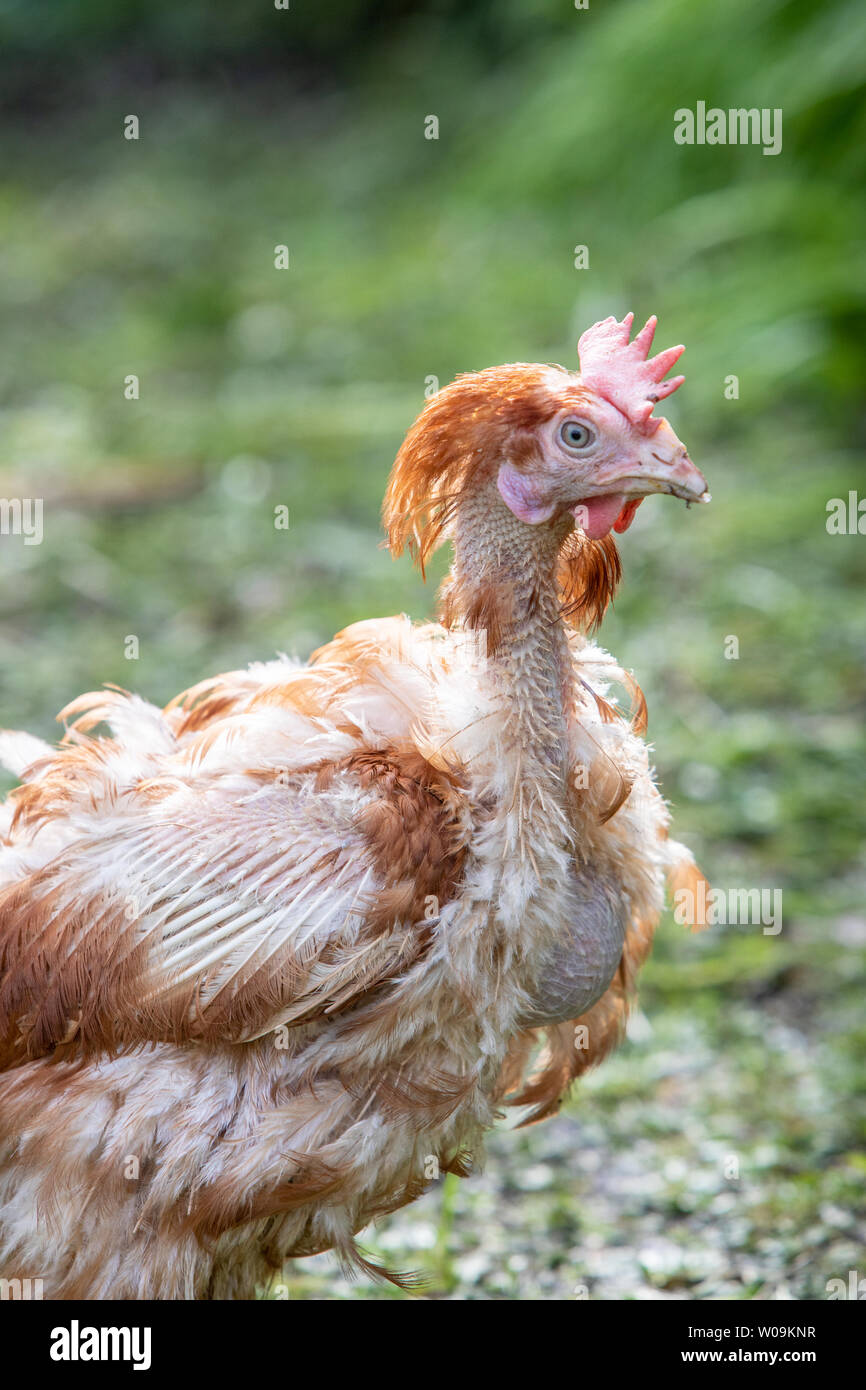 Salvataggio galline vagano liberi nel loro nuovo intervallo libero back yard. Lohmann razza Bruna Foto Stock