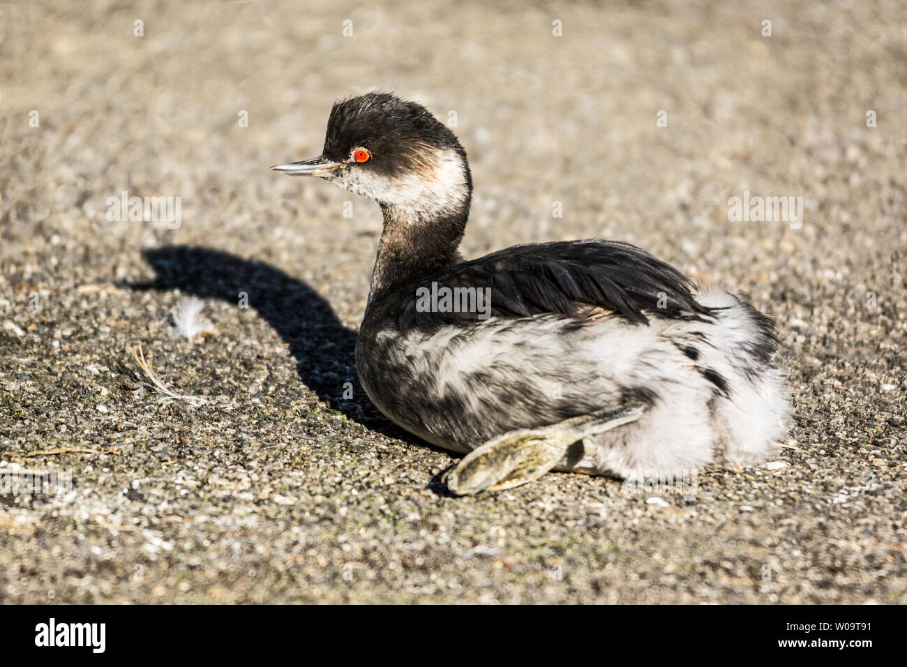 Nero-Svasso collo in piumaggio invernale Foto Stock