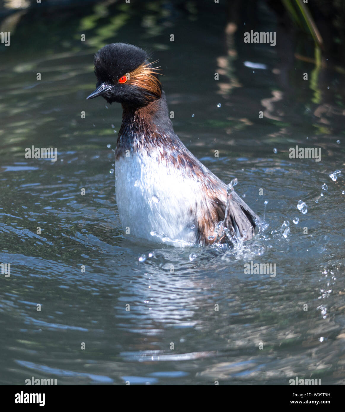 Nero-Svasso collo (Podiceps nigricollis).adulto in allevamento piumaggio visualizzazione al suo compagno. Foto Stock