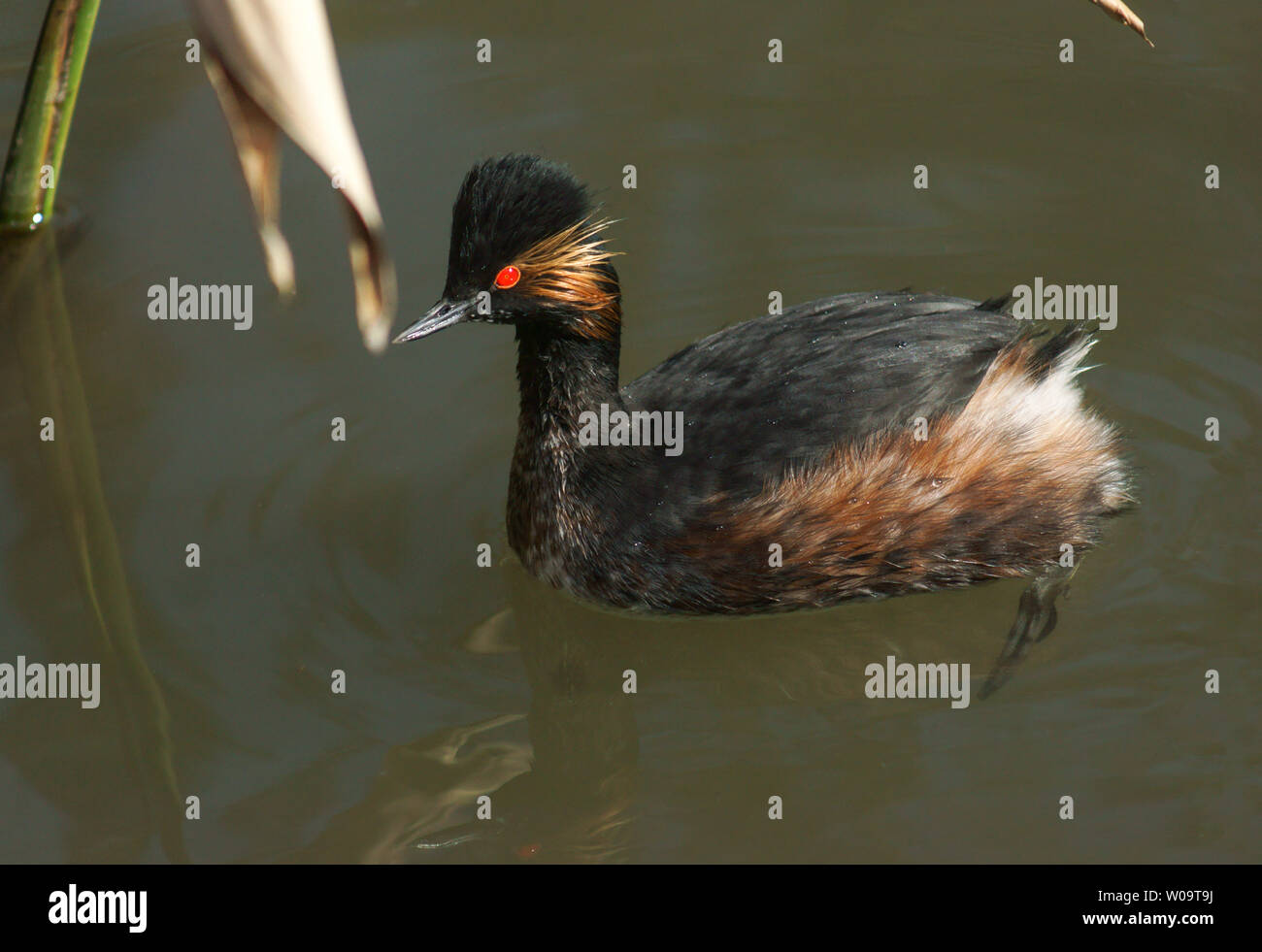 Nero-Svasso collo (Podiceps nigricollis).adulto in allevamento piumaggio. Foto Stock
