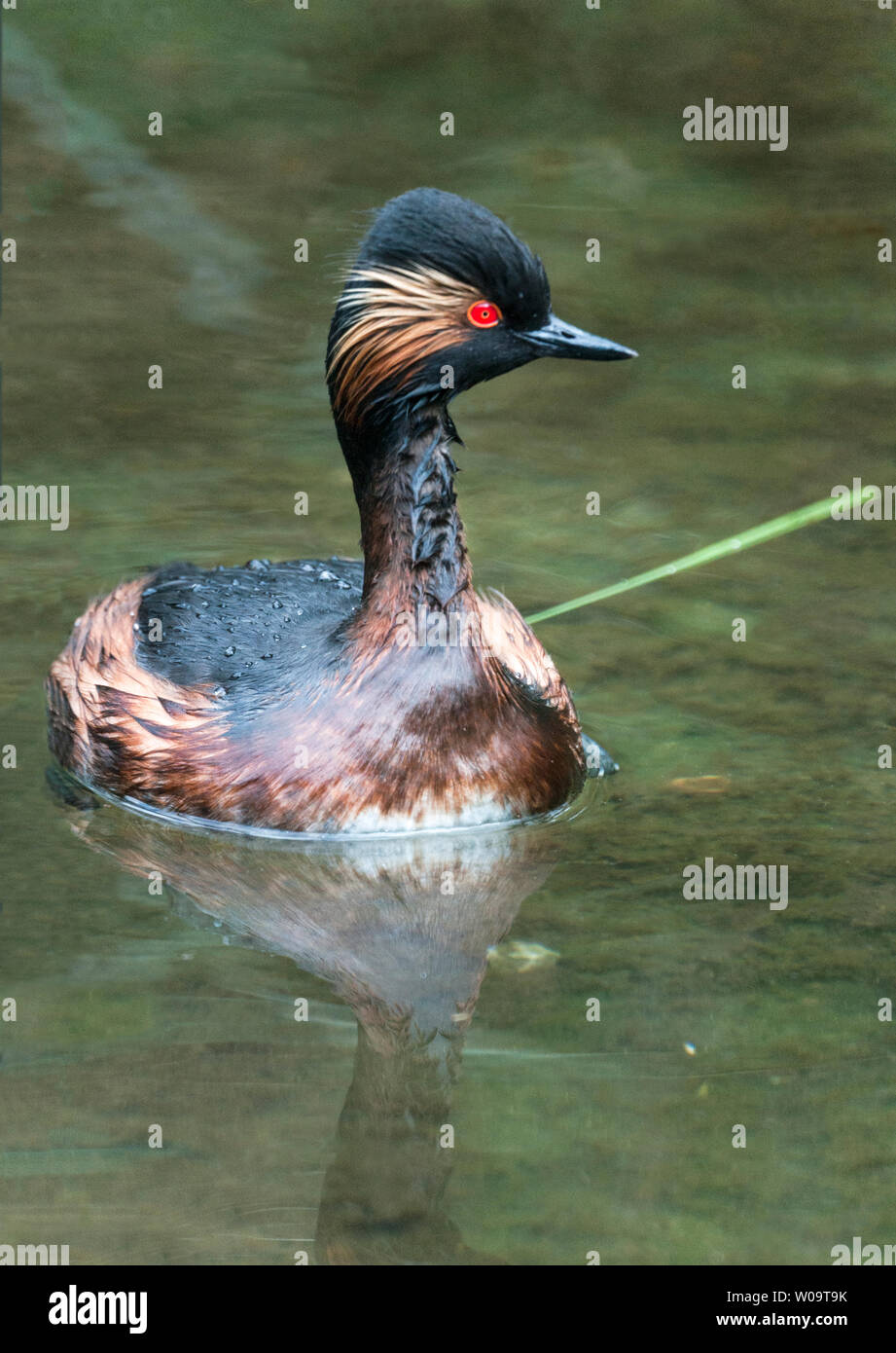 Nero-Svasso collo (Podiceps nigricollis).adulto in allevamento piumaggio. Foto Stock