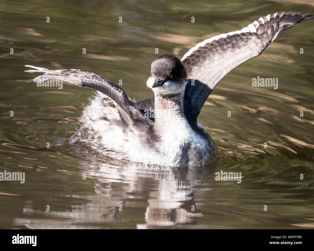 Nero-Svasso collo in piumaggio invernale Foto Stock